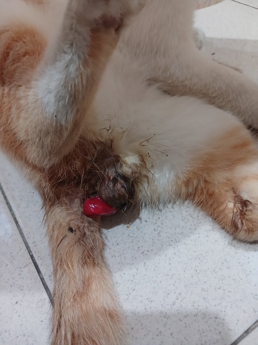 sausannyaa's tweet photo. halo teman2 &amp; cat lovers, tolong bantu like/rt ya 🥹 tw / blood darah luka

stray cat yang biasa aku rawat prolaps rektum. udah tindakan kemarin, tapi barusan sekitar jam 1 malam prolaps lagi krn dia mengejan. aku bingung harus gmn karena udah gaada duit sedangkan harus segera- https://t.co/89Qdpp5MXe