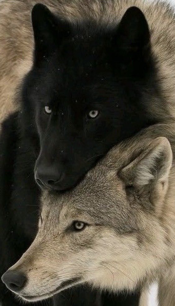 wolflope's tweet photo. https://t.co/TRRPy31gV7