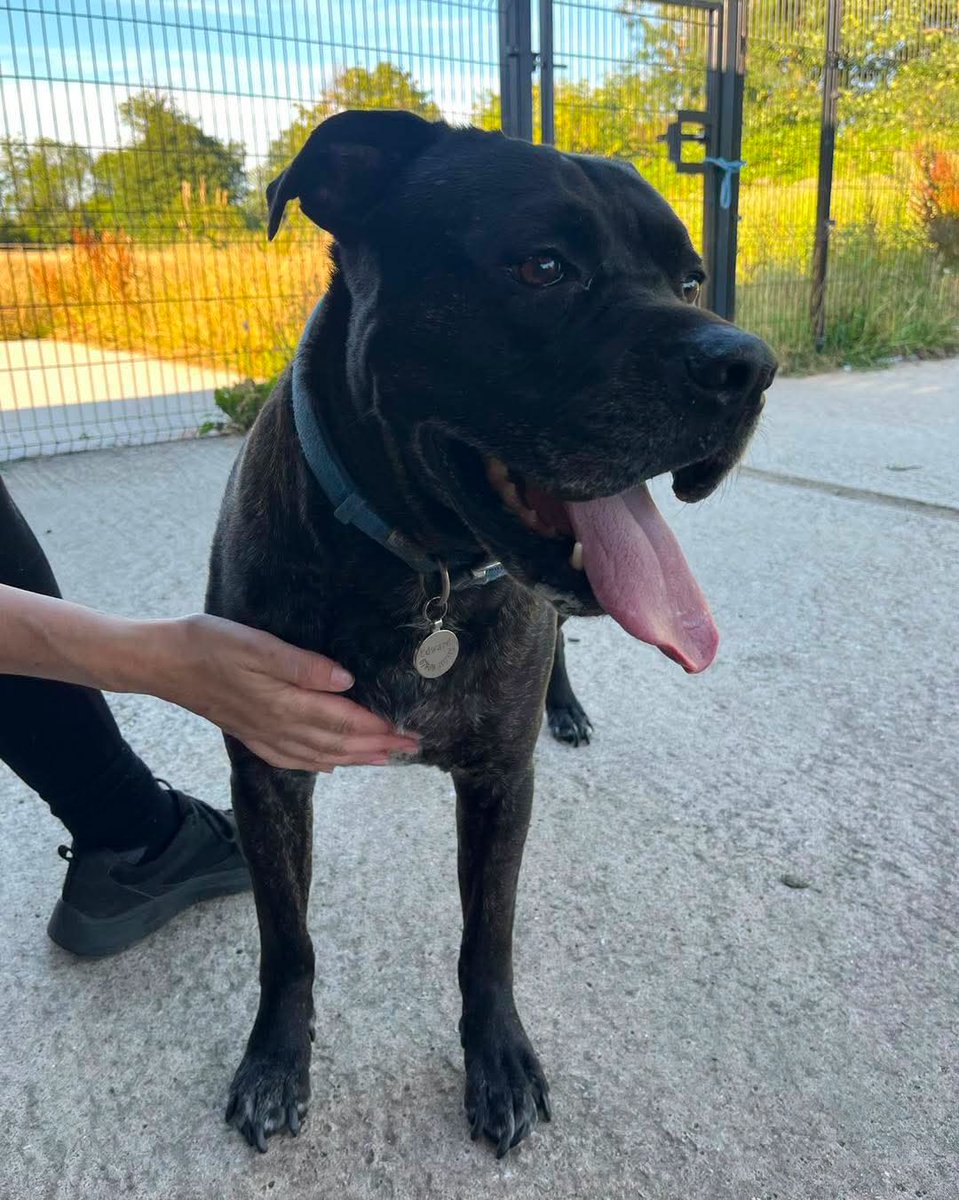 LukeDinesaur's tweet photo. Literally my mum's dog has just arrived at a no-kill rehab rescue after she suddenly passed away before her time. I think if we had to deal with ppl questioning him being abandoned I'd crash out. https://t.co/yXpjmVInIU