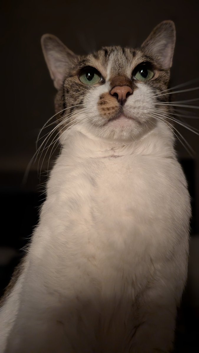 blue_noracat's tweet photo. ﾈｺﾁｬﾝは激怒した。必ずや、かの亡状な飼い主に思い知らせてやらねばならぬと決意した。ﾈｺﾁｬﾝには体型管理がわからぬ。毎日妹と、おやつｵｲｼｰしてきた。けれども、ﾈｺﾁｬﾝの腹を揉んで太った？と不躾に放言した飼い主には、猫1倍そゆとこやぞと言いたかった。 https://t.co/AGr7gyOg0T