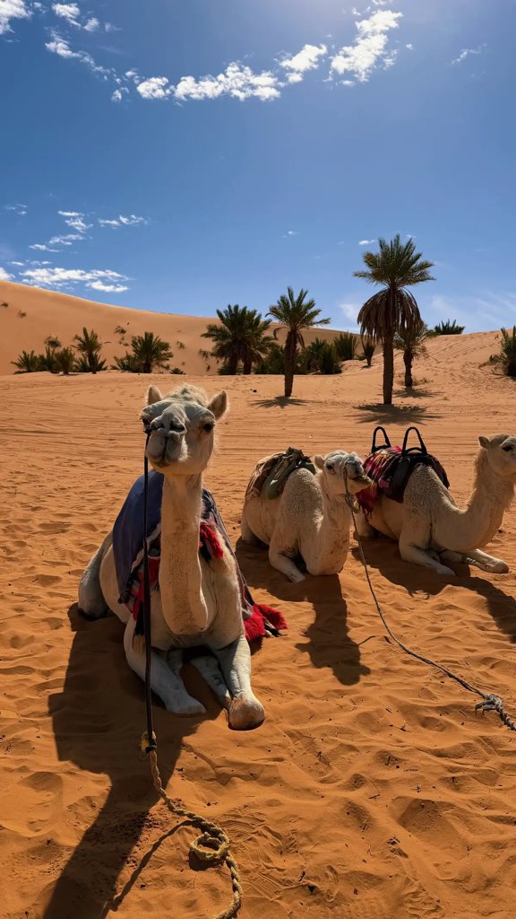 salah_ckt's tweet photo. Dernière journée dans le Sahara algérien https://t.co/ILUe0y9C5N