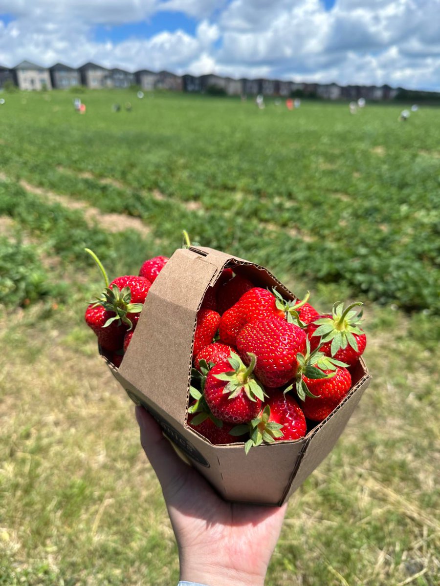 Cristinamadcot's tweet photo. 🍓 Today is even more beautiful with the sweet strawberries I picked myself. The sun is hot, but happiness is sweeter. ❤️ https://t.co/ViBHzhdkqH