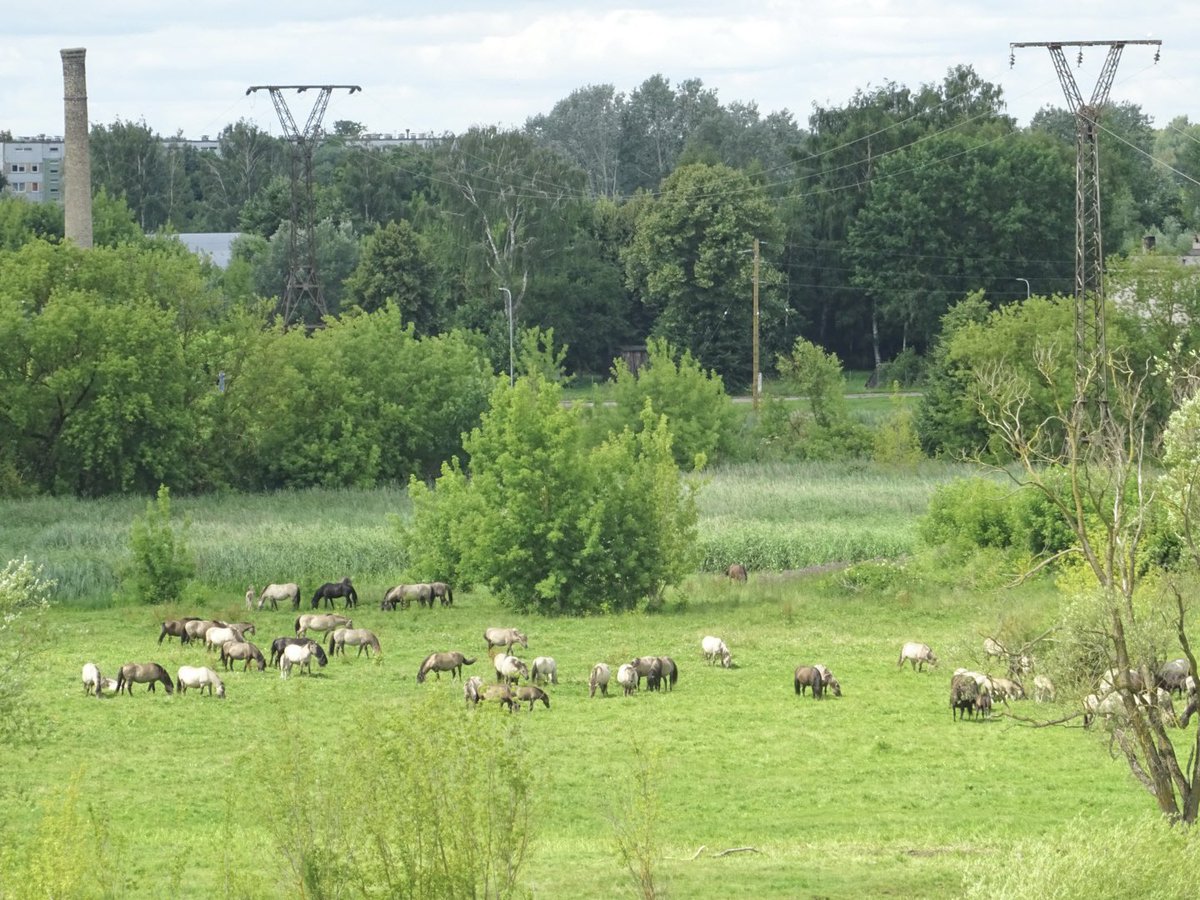 MMeistere's tweet photo. No Pilssalas skatu torņa var redzēt gan zirgus, gan vēja stacijas, gan airētājus #jelgava https://t.co/s92Ewm7nsu