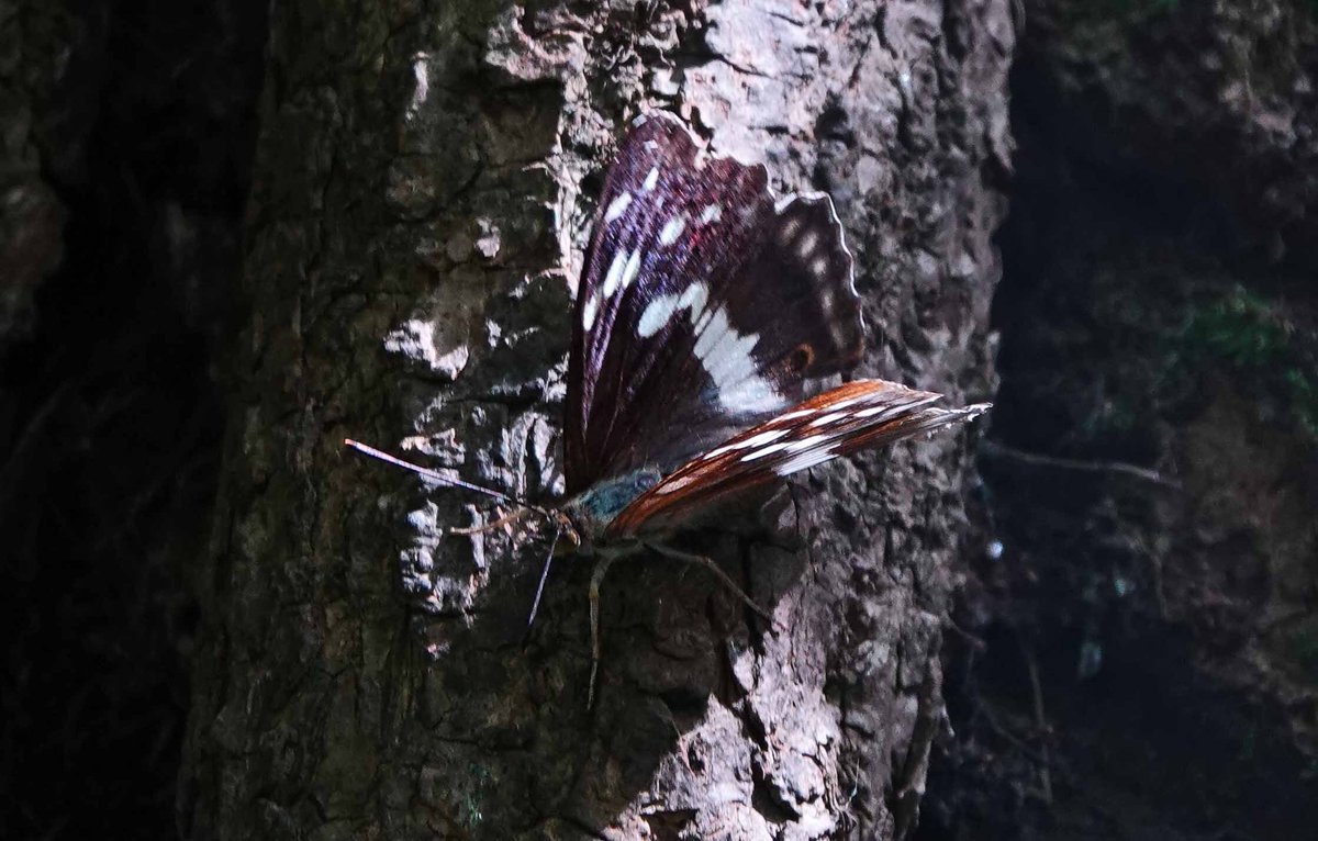 BC_Norfolk's tweet photo. Sightings update : A couple of reports of Clouded Yellow around the county, Large Tortoiseshell & Purple Emperor seen at Beeston Common and a new location for Small Blue at the Willows Nature Reserve near Downham Market. #savebutterflies https://t.co/Gk6YRpjC5d