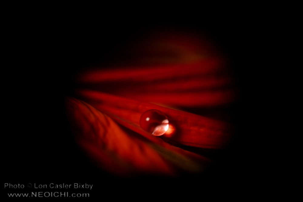 OfficialNeoichi's tweet photo. Ablution Passage #6 - ImmortalTear
(Shot with a poor man's macro)
#Naturephotography #flowerphotography #flowerphotography #flowers #Macro #Macrophotography #Flowerpetals #petals #poormansmacro #waterdrops #DropOfWater https://t.co/ZWh3CndZHY