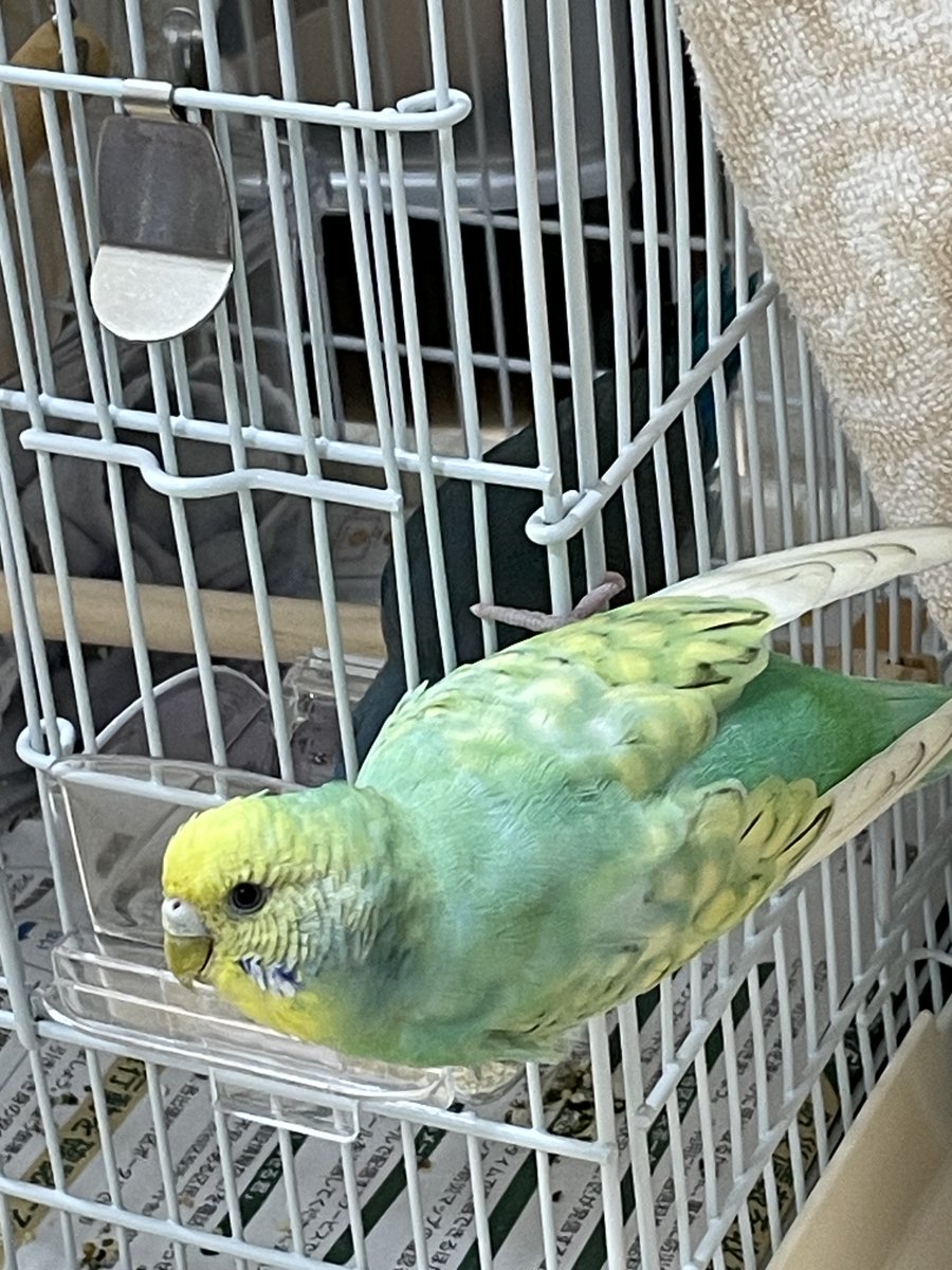 インコ 拡散希望】 セキセイインコの迷子情報です 場所：東京都港区六本木7