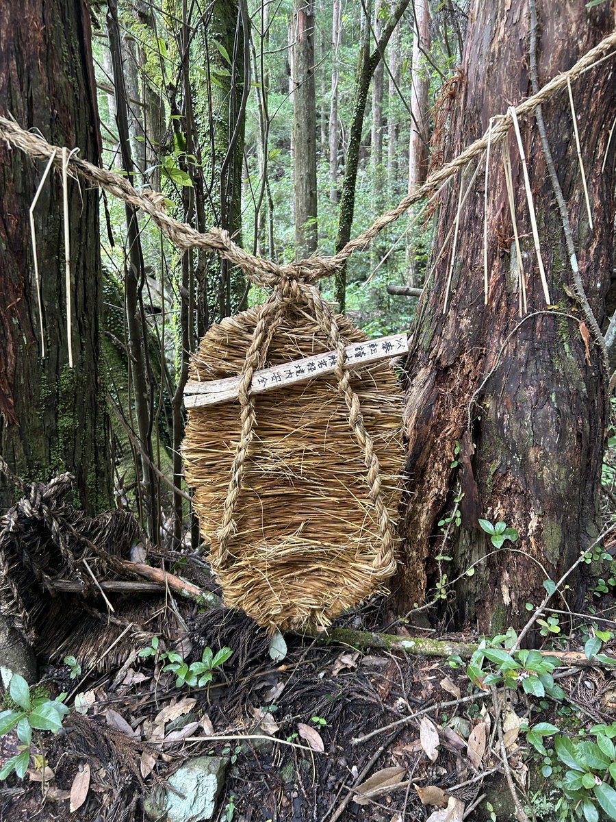 Sasagani_ya's tweet photo. 愛媛県南部の林道で、「道切り」を見つけた。
大わらじを集落の境界などにぶら下げることで、悪霊や疾病の侵入を防ぐらしい。 https://t.co/WHchVg9Fci