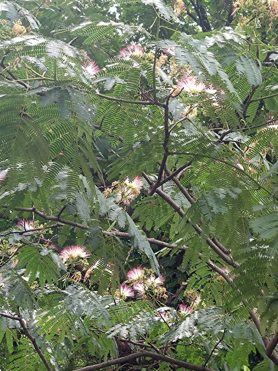 RinLyndow's tweet photo. おはようございます🌥️
2日前からセミがけたたましく鳴いてます
まだ梅雨明けてないんですが夏を感じます
うちの近くに、変わった形の花（扇子みたい）が咲いてる木があって、調べてみたらねむの木でした🌳
スマホはこういう時有難い😄
皆様良い1日を！ https://t.co/n08KbOQqE7