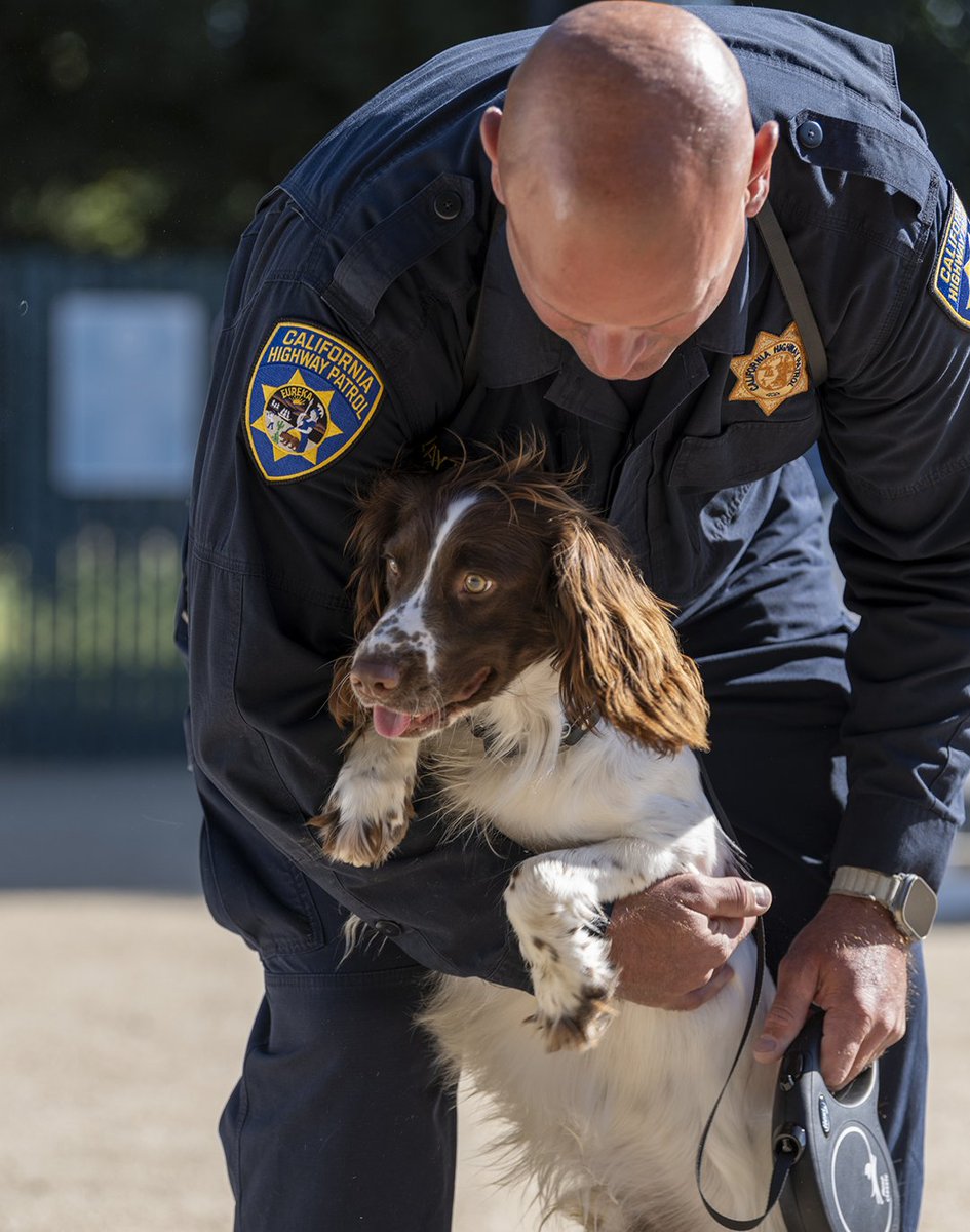 CHP_HQ's tweet photo. Six K-9 teams. Countless hours of training. One mission: serving California. 

Today, we celebrated the graduation of six exceptional K-9 teams, recognizing the dedication, discipline, and partnership between each handler and their four-legged partner.

🔗 https://t.co/E2KdLIwH8K https://t.co/qPjebiUUKe