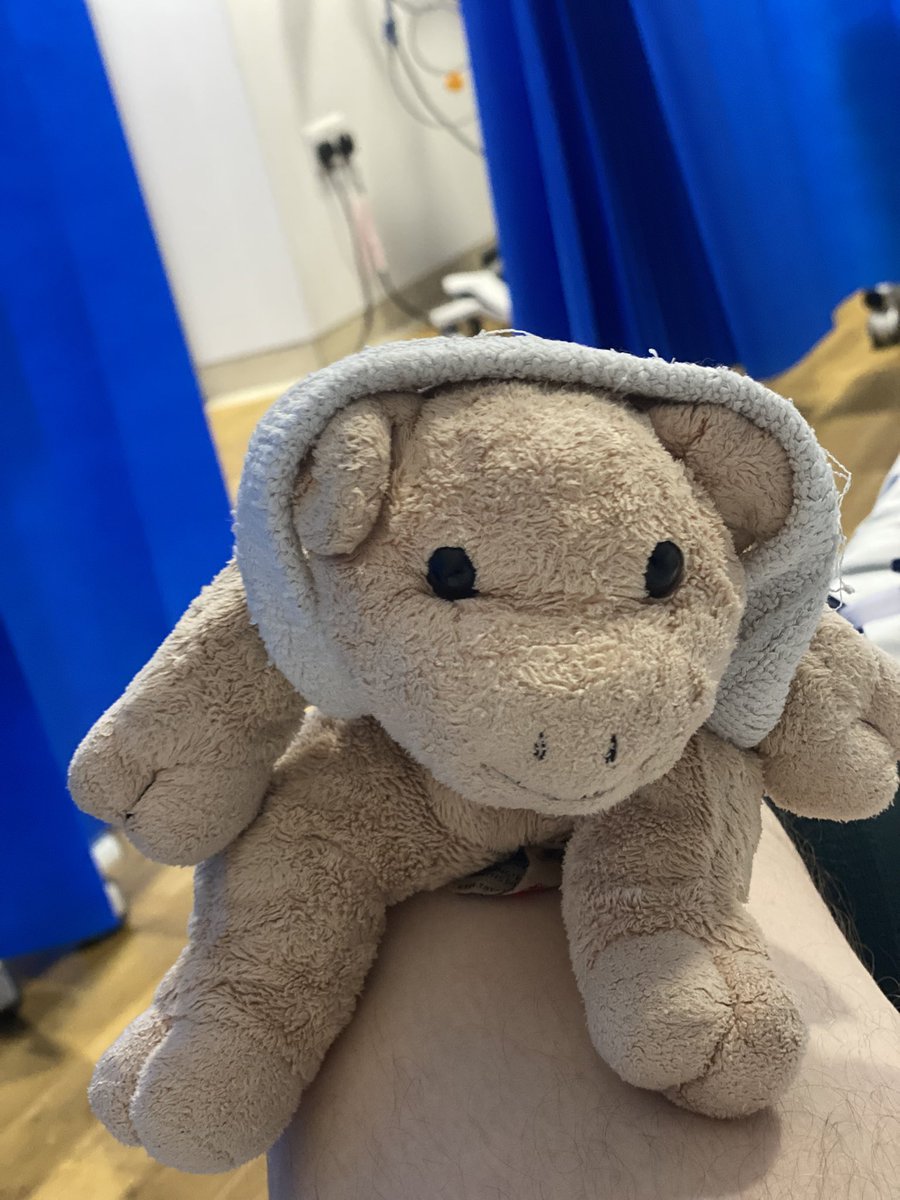 OliverdePeyer's tweet photo. On day 937 of #BigWhiteBear's #VigilForHumanity,   DD The Pig 🐷 has been appointed to invigilate the #RadicalProstatectomyPetHuman whilst he is in hospital, but has started wearing the pet human's sweatband and now thinks it make them look like #PrincessIrulan from #Dune. https://t.co/cyGugTkBtX