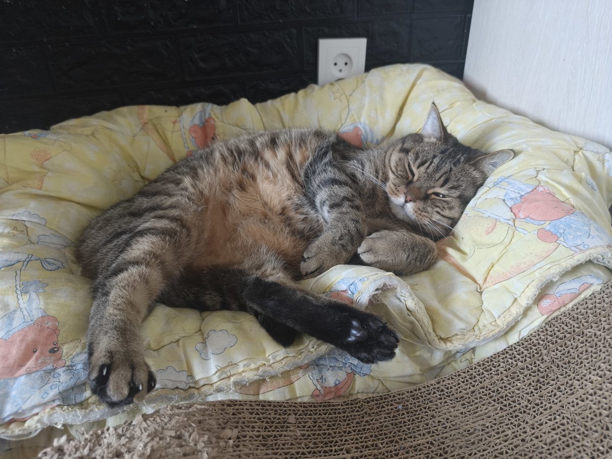 prdxsavage's tweet photo. #fatcat #cat #veryfatcat https://t.co/Z8YvbKetJ5