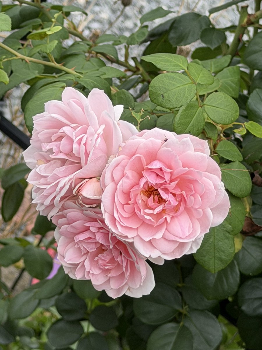 今朝出勤途中で(オニユリ.薔薇🌹) 「ご連絡」明日からしばらく朝一番の