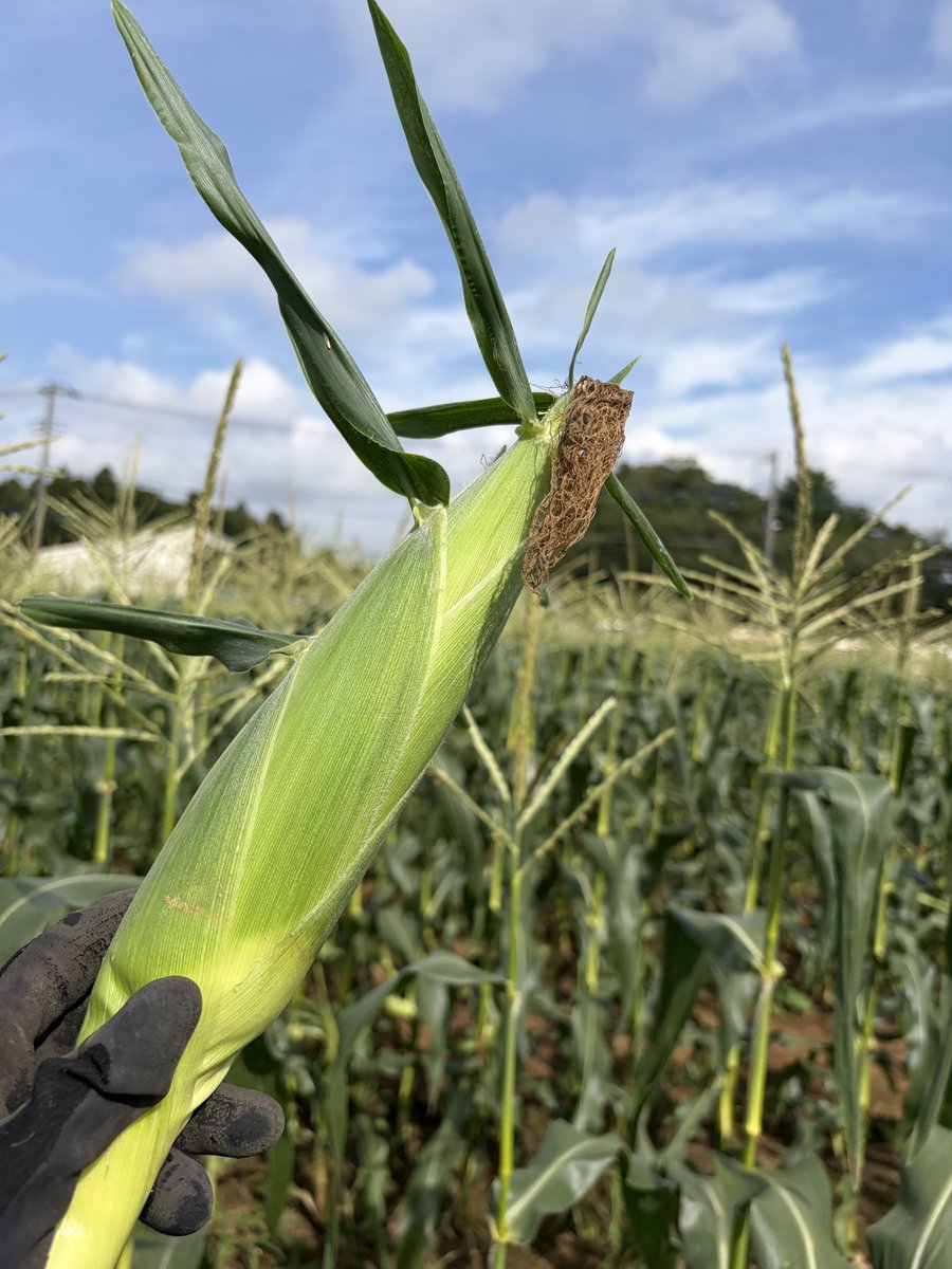 hakurenki's tweet photo. 地元の収穫祭きた！🌽
今年は小ぶりだなー https://t.co/uKzVl1Kx6C