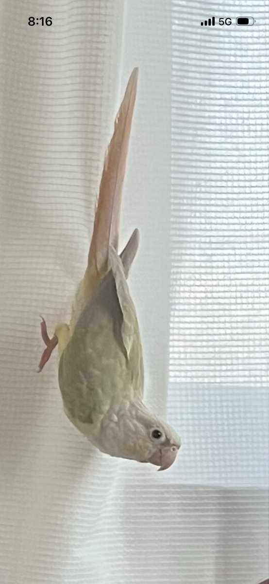 momo216sos's tweet photo. ‼️迷子インコ‼️
昨夜(7月10日)にウロコインコが逃げ出しました。お心当たりの方はご連絡頂けますと幸いです。

インコ:ウロコインコ
カラー:ムーンチーク
特徴:人の頭や肩に乗るのが好きです。手は怖がります。オハヨと言います。
逃げた場所:神奈川県鎌倉市由比ガ浜周辺

#インコ #迷子 #鎌倉 https://t.co/DTaXb0gSLb