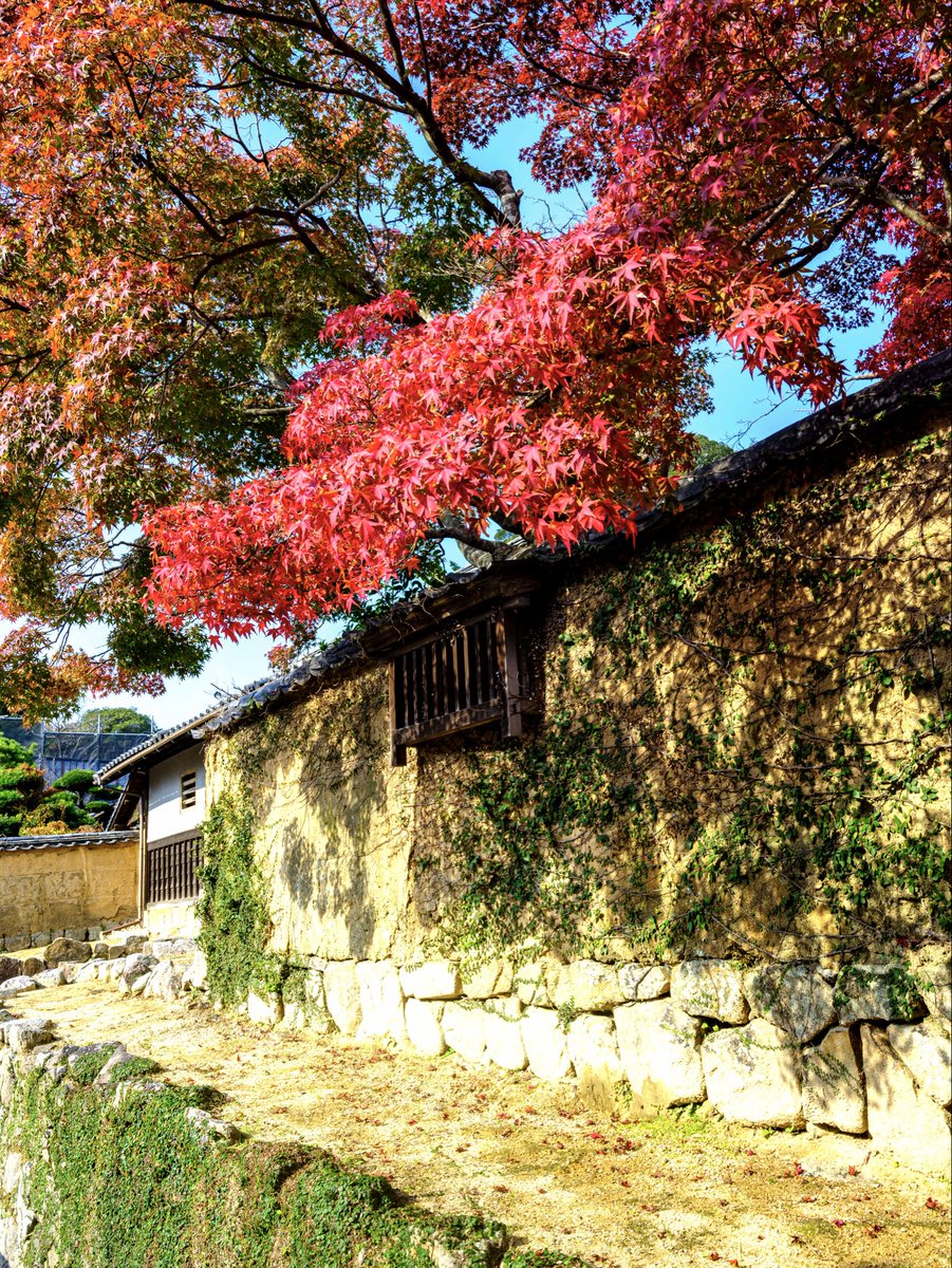 luckylovepro's tweet photo. #スナップショット #snapshot #紅葉 #城下町 #紅葉狩り

城下町の紅葉🍁 https://t.co/m0d5BMW2ov