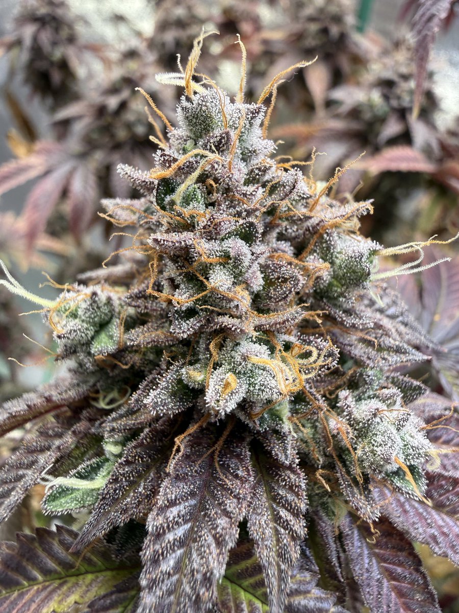 Meliodaz7ds's tweet photo. @flavrsthatmattr @Thctitan @TitanInsiders beautiful bro, harvested mine 1 month ago I love this strain 🫪 https://t.co/LjKOpC1ngL