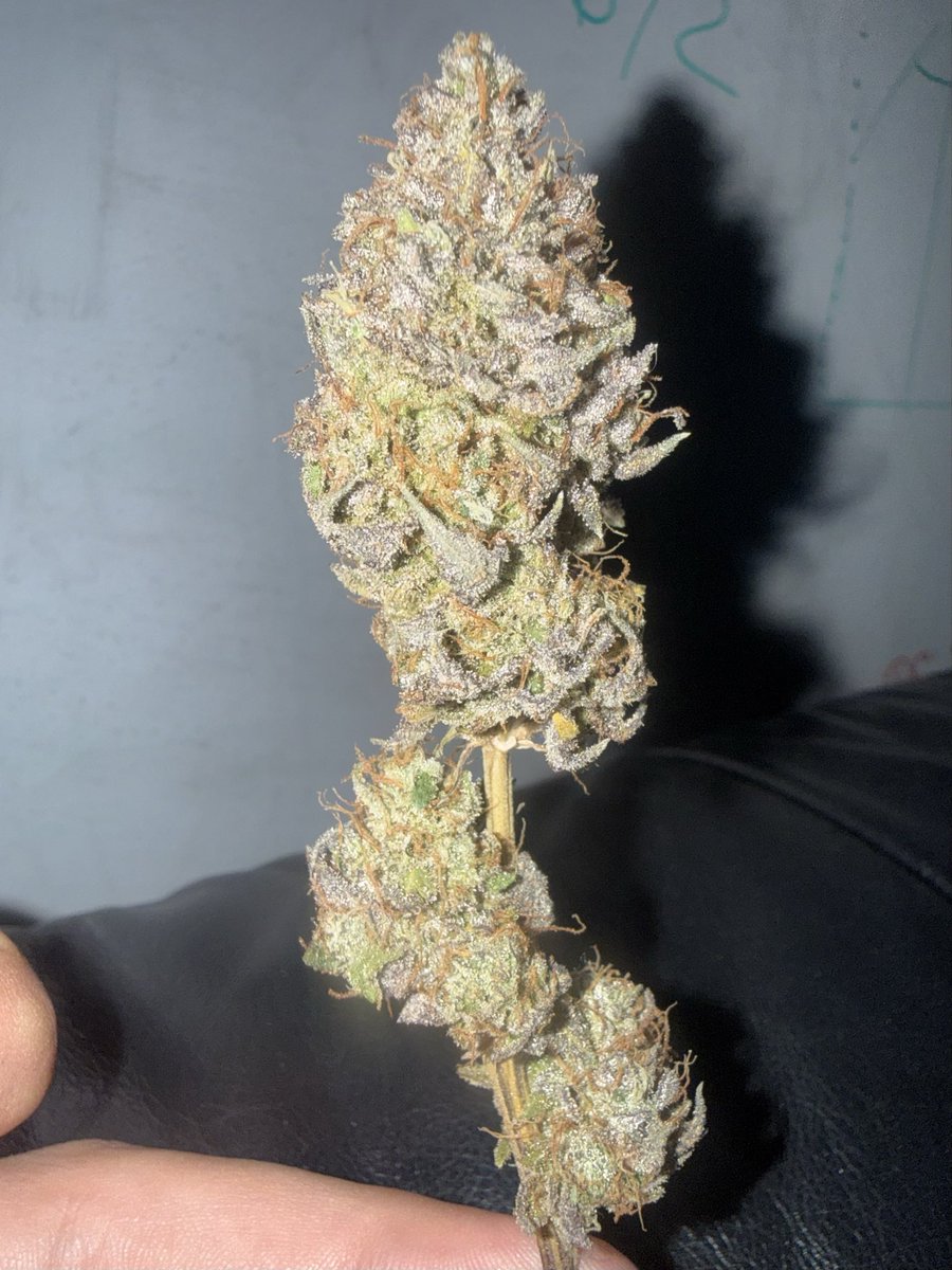 Meliodaz7ds's tweet photo. @flavrsthatmattr @Thctitan @TitanInsiders beautiful bro, harvested mine 1 month ago I love this strain 🫪 https://t.co/LjKOpC1ngL