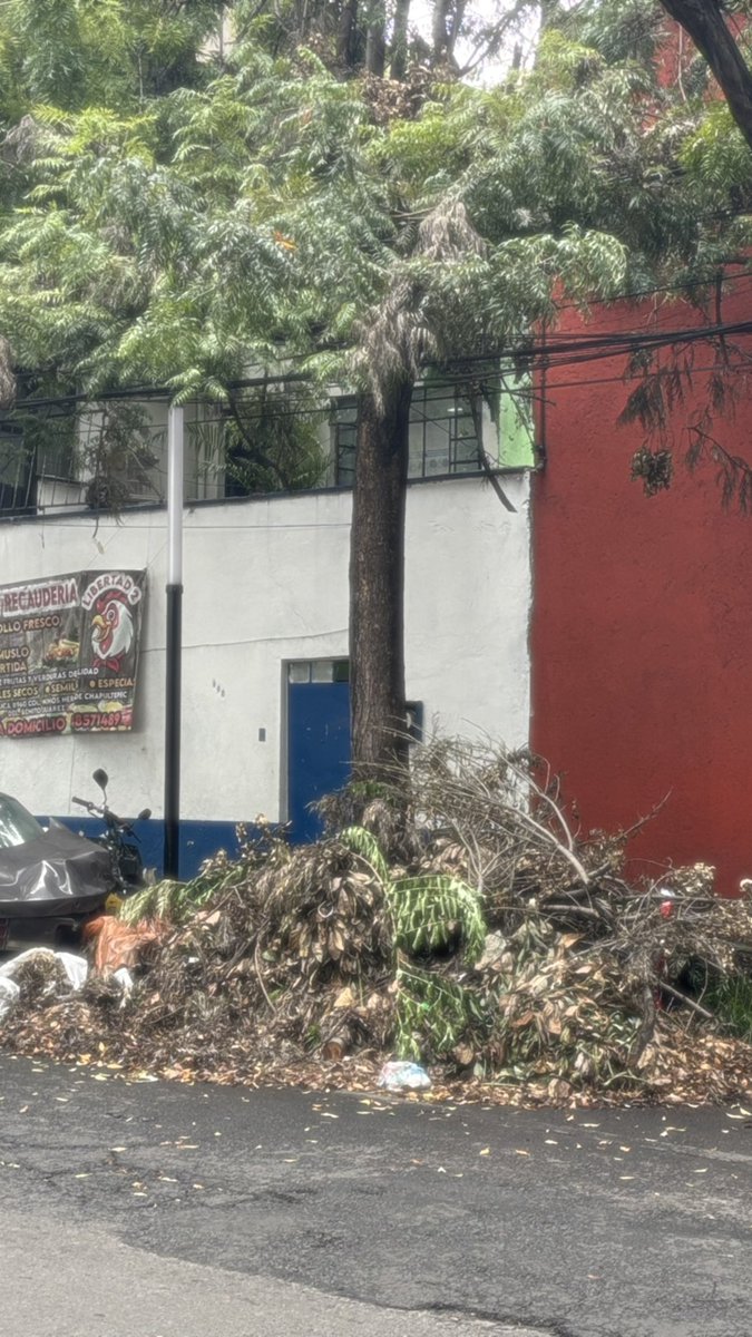 dr_colesterol's tweet photo. "Hola @BJAlcaldia @locatel_mx @SEDEMA_CDMX @PAOTmx  Col. Josefa Ortiz de Domínguez (Isabel La Católica entre Guípuzcoa y Niños Héroes realizaron una poda de árboles, dejaron los troncos tirados / podaron de forma excesiva. Cuándo limpían? https://t.co/RxGMjLQ1C7