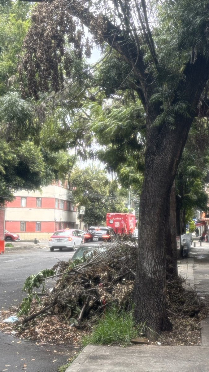 dr_colesterol's tweet photo. "Hola @BJAlcaldia @locatel_mx @SEDEMA_CDMX @PAOTmx  Col. Josefa Ortiz de Domínguez (Isabel La Católica entre Guípuzcoa y Niños Héroes realizaron una poda de árboles, dejaron los troncos tirados / podaron de forma excesiva. Cuándo limpían? https://t.co/RxGMjLQ1C7
