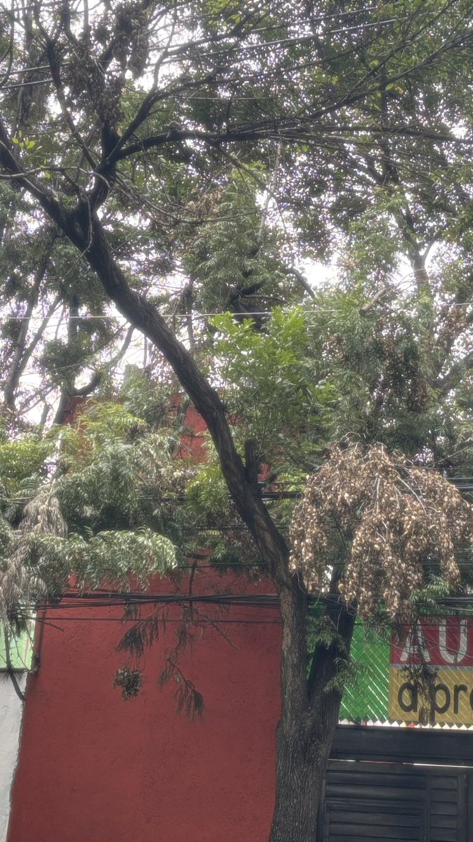 dr_colesterol's tweet photo. "Hola @BJAlcaldia @locatel_mx @SEDEMA_CDMX @PAOTmx  Col. Josefa Ortiz de Domínguez (Isabel La Católica entre Guípuzcoa y Niños Héroes realizaron una poda de árboles, dejaron los troncos tirados / podaron de forma excesiva. Cuándo limpían? https://t.co/RxGMjLQ1C7
