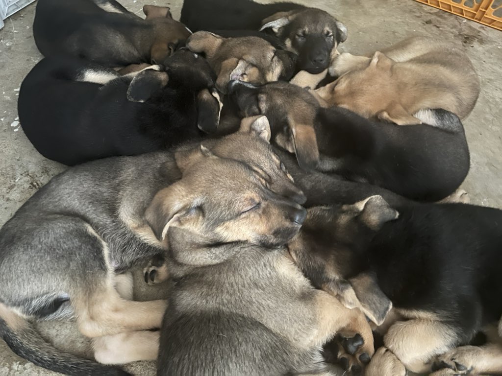 NenaJunior15's tweet photo. Germán shepherd for sale 
2 months old 8 boy 2 girl hit me  if interested https://t.co/HZfzF0UYc0