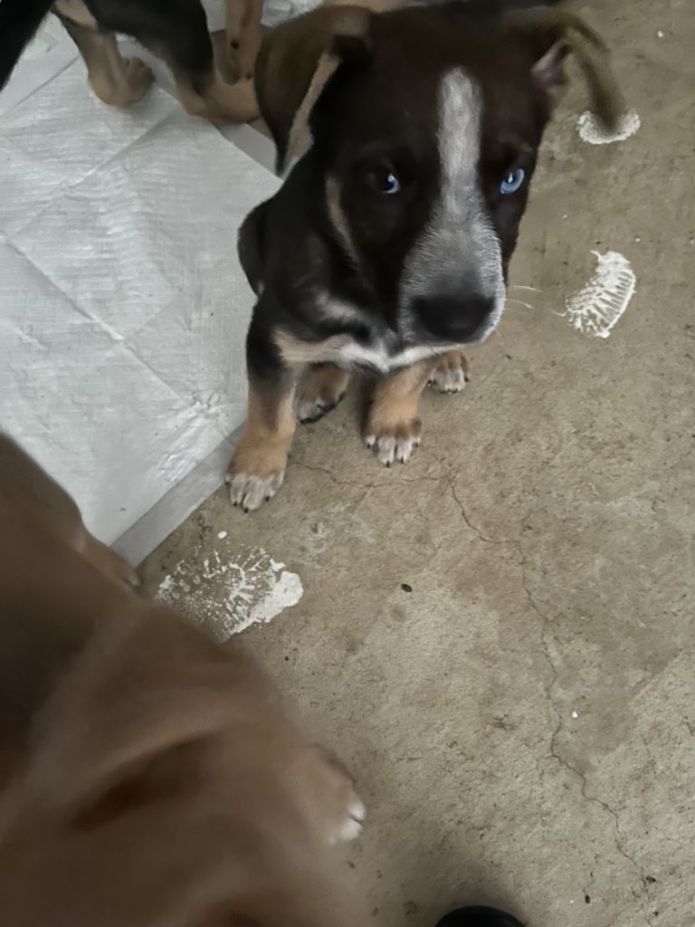 NenaJunior15's tweet photo. Germán shepherd for sale 
2 months old 8 boy 2 girl hit me  if interested https://t.co/HZfzF0UYc0
