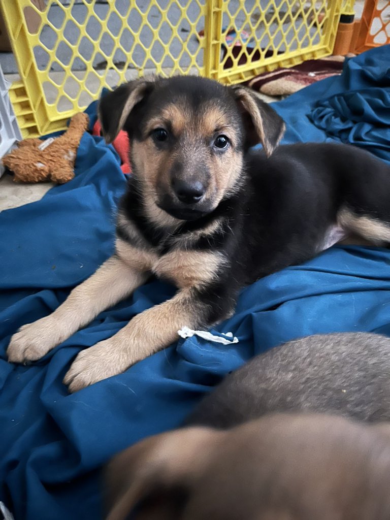 NenaJunior15's tweet photo. Germán shepherd for sale 
2 months old 8 boy 2 girl hit me  if interested https://t.co/HZfzF0UYc0