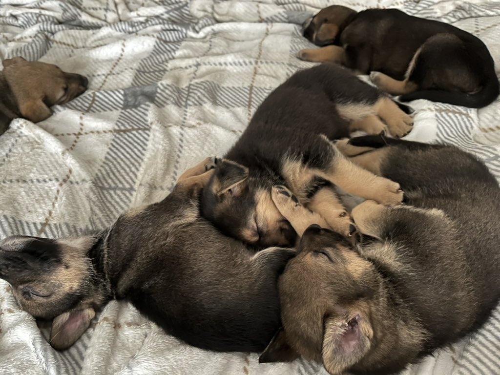 NenaJunior15's tweet photo. Germán shepherd for sale 
2 months old 8 boy 2 girl hit me  if interested https://t.co/HZfzF0UYc0