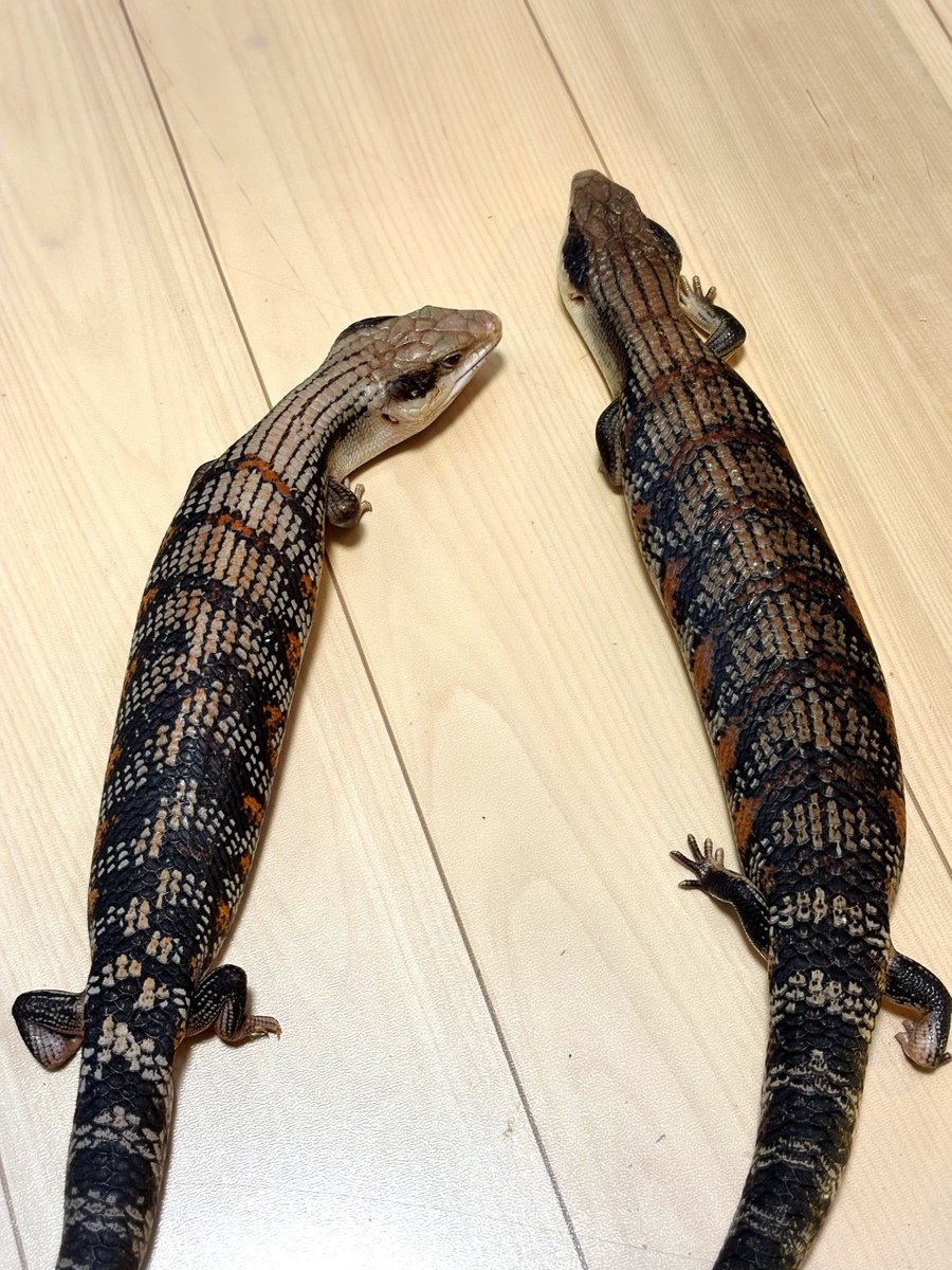 inde_x6305's tweet photo. ヒガシアオジタトカゲ
"ニューサウスウェールズ"

キタとまた違って渋い感じがよい！
アイラインもばっちり。

#ヒガシアオジタトカゲ https://t.co/Gys6SoMopQ