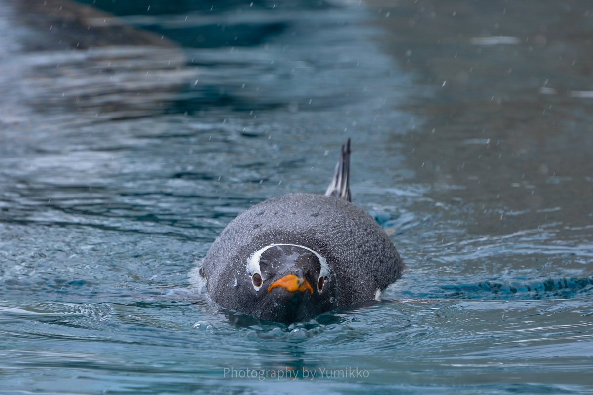 Yumikko_pen's tweet photo. #見た人もなにか無言でペンギンをあげる https://t.co/C5LAoBDaq6
