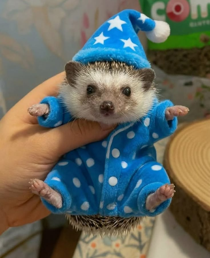 HedgeOnRH's tweet photo. @watchingmarkets sorry babe, gotta $hedge our financial future tonight https://t.co/oiYjfNihFo