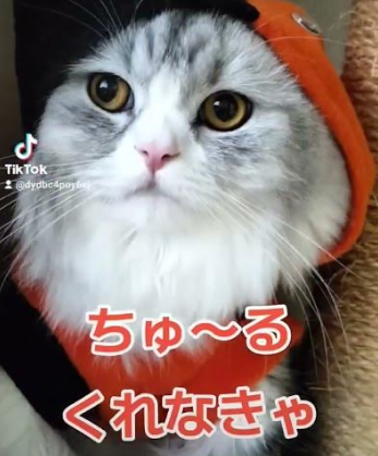 MinoruKudou's tweet photo. @purinlala 😿同情するなら「金」をくれ・・・
😾いや、同情するなら「ちゅ～る」くれ・・・💢くれなきゃぁ”・・・❗️ https://t.co/ZrnTeic7NI