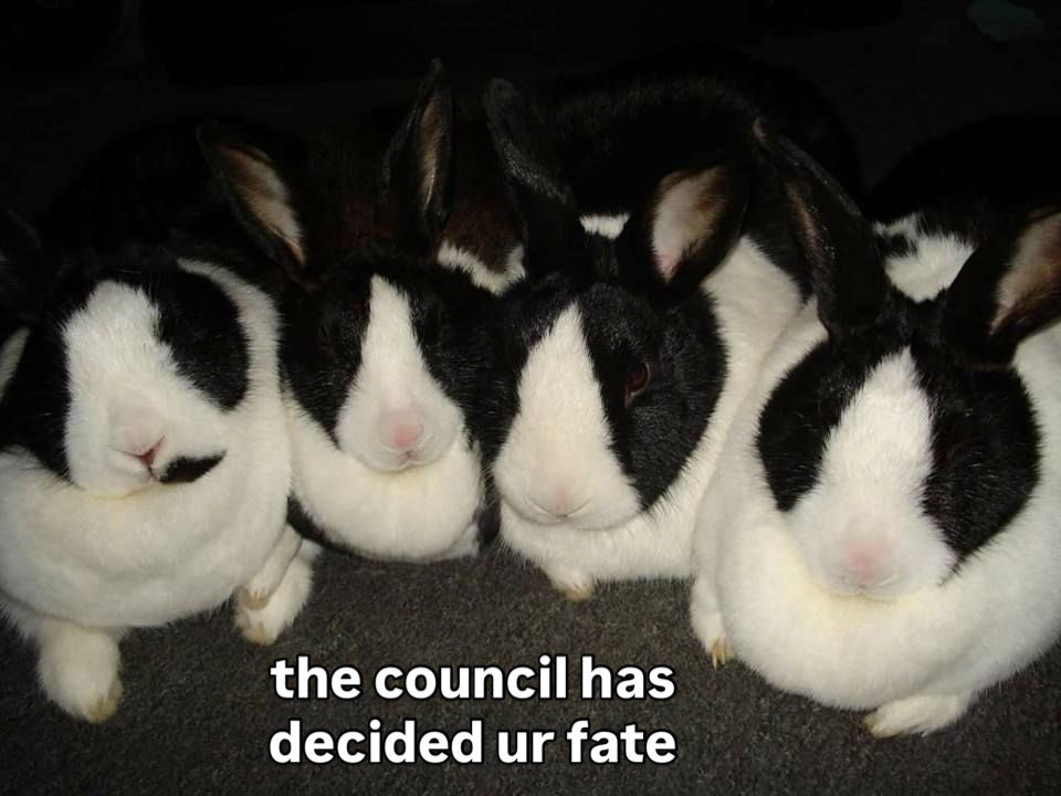 Bunnies's tweet photo. https://t.co/x3DUkLlv5w