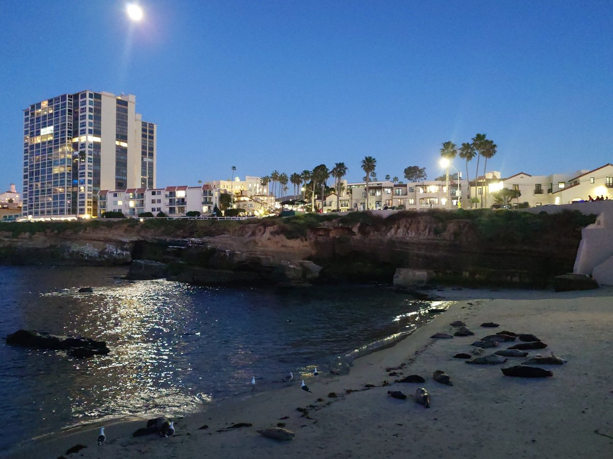 foca_ccha's tweet photo. 9:30 サンシミオン出発
#SanDiego の #LaJolla (ラ・ホーヤ)
への到着は,日没中の18時頃
ここは #ChildrensPool という場所が有名で,野生の #ゼニガタアザラシ,アシカ等が見られます
伊豆三津シーパラダイスの自然飼育場に似たイメージです
2026年3月1日
#カリフォリニアアザラシ旅2026 https://t.co/0vIoFWCgu0