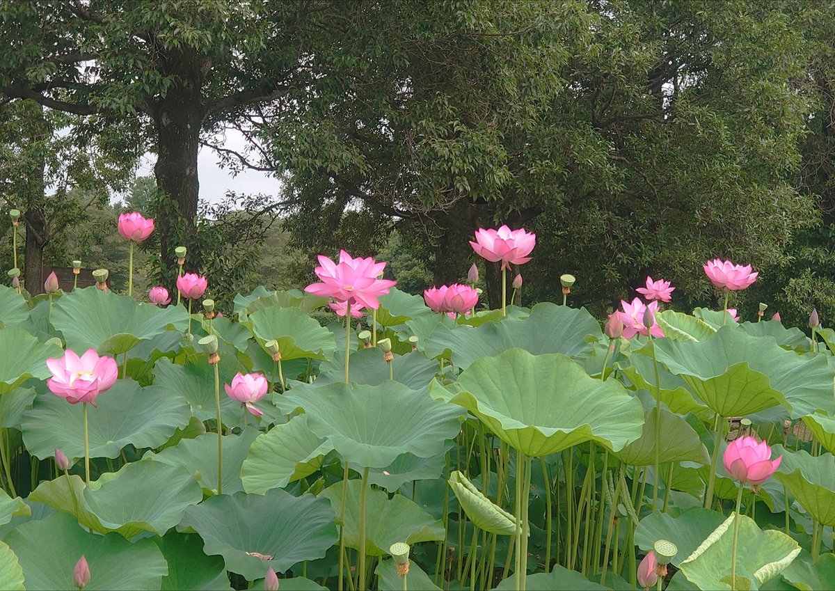 634Cowboy_Offl's tweet photo. 今年の咲き具合は好条件で、
蓮の花達が綺麗に咲き乱れ彩り緑な
夏を迎えた風景になっているから
上野不忍池も来週末には
もしかすると、絶景になるかも😅💬

✨🪷🪷🪷🪷🪷🪷🪷🪷🪷🪷🪷✨ https://t.co/Veyp0DoKlf
