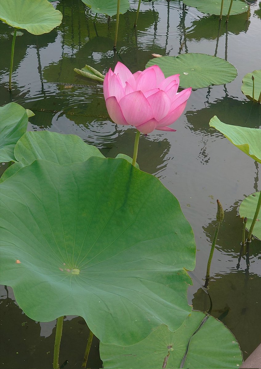 634Cowboy_Offl's tweet photo. 今年の咲き具合は好条件で、
蓮の花達が綺麗に咲き乱れ彩り緑な
夏を迎えた風景になっているから
上野不忍池も来週末には
もしかすると、絶景になるかも😅💬

✨🪷🪷🪷🪷🪷🪷🪷🪷🪷🪷🪷✨ https://t.co/Veyp0DoKlf