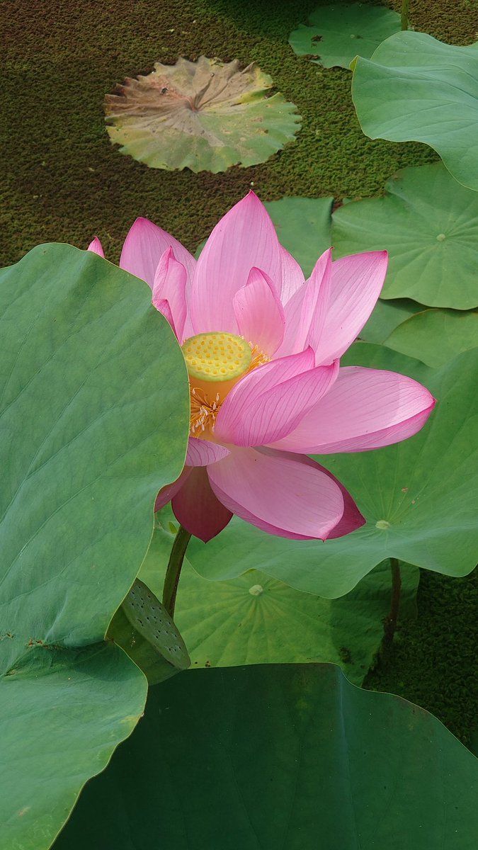 634Cowboy_Offl's tweet photo. 今年の咲き具合は好条件で、
蓮の花達が綺麗に咲き乱れ彩り緑な
夏を迎えた風景になっているから
上野不忍池も来週末には
もしかすると、絶景になるかも😅💬

✨🪷🪷🪷🪷🪷🪷🪷🪷🪷🪷🪷✨ https://t.co/Veyp0DoKlf