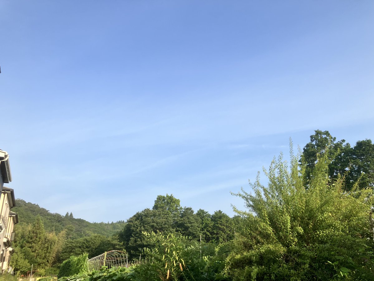 takaraum's tweet photo. おはようございます
21.0℃☀️暑くなりそう💦

やっと１週間終わった〜🙌
いっぱい頑張ってフル回転だったぁ〜

梅雨の長雨で、お庭に雑草が沢山🌱🌿☘️
放っておいたらジャングルになっちゃう〜💦
この週末に何とかしなきゃ‼️

今日も宜しくね🙏

📸
若猫にゃん🐱
イマソラ
マリーゴールド🌼
#HN倶楽部 https://t.co/XxtLQswOBr
