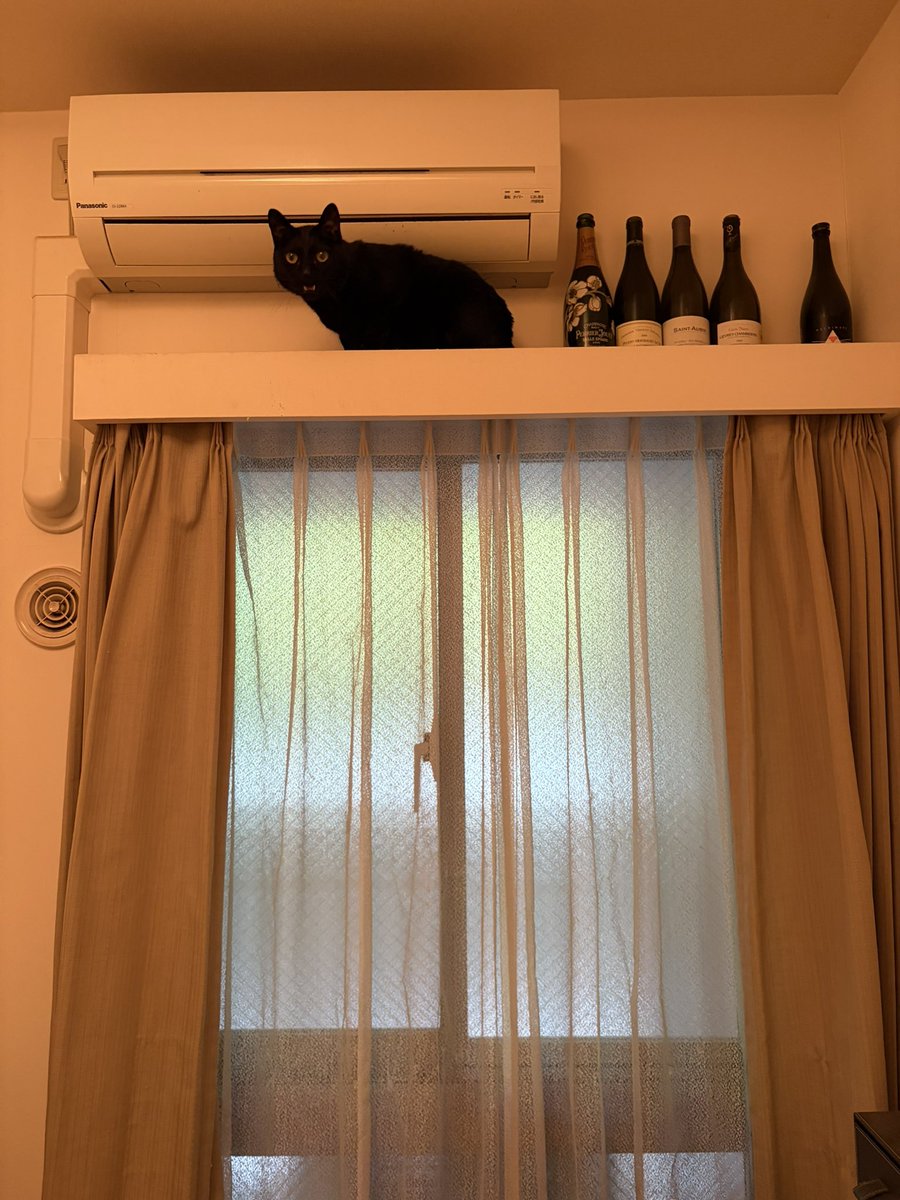 michel723's tweet photo. ここにいるよー。

#黒猫
#保護猫
#猫のいる暮らし https://t.co/tjmITsNJhp