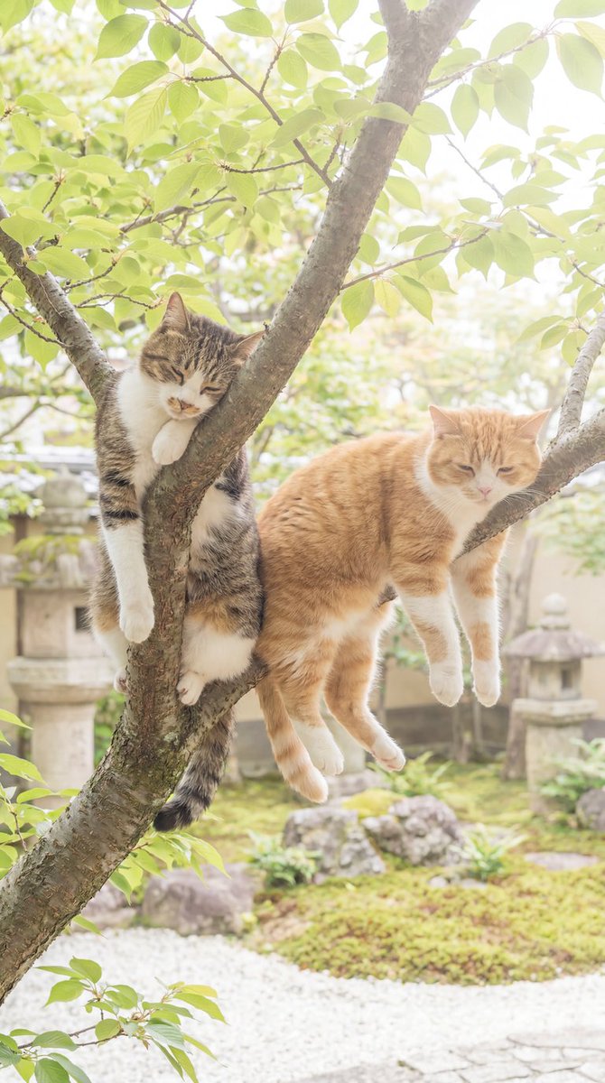 暑くて、木の上で溶けてる猫見つけた