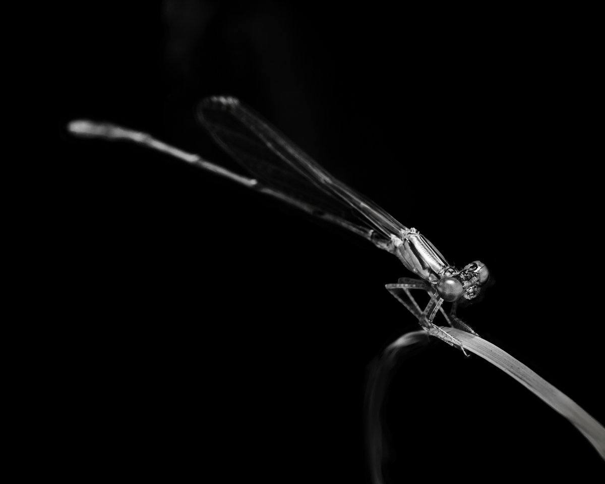 lowbassphotog's tweet photo. Which Dune book is this from?
#smallredeye #erythrommaviridulum #damselfly #damselflies #insect #insects #macro #insectphotography #wildlifephotography #animalphotography #naturephotography #photography #appicoftheweek #canonfavpic #captureone https://t.co/Szy8ig3SiR