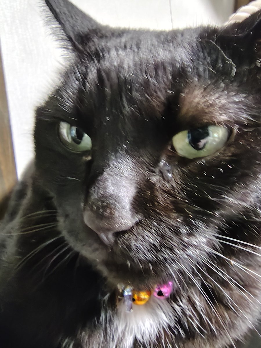 tomox58's tweet photo. おはようございます
(=^・^=)
うちのこサビ猫ニャニャコさんと黒猫ノワールくんは、今朝も元気です😊

#土曜日なので土アップ〜

#ニャニャコさん
#ノワールくん
#うちのこ可愛い
#よそのこも可愛い https://t.co/9VRa5vOYiS