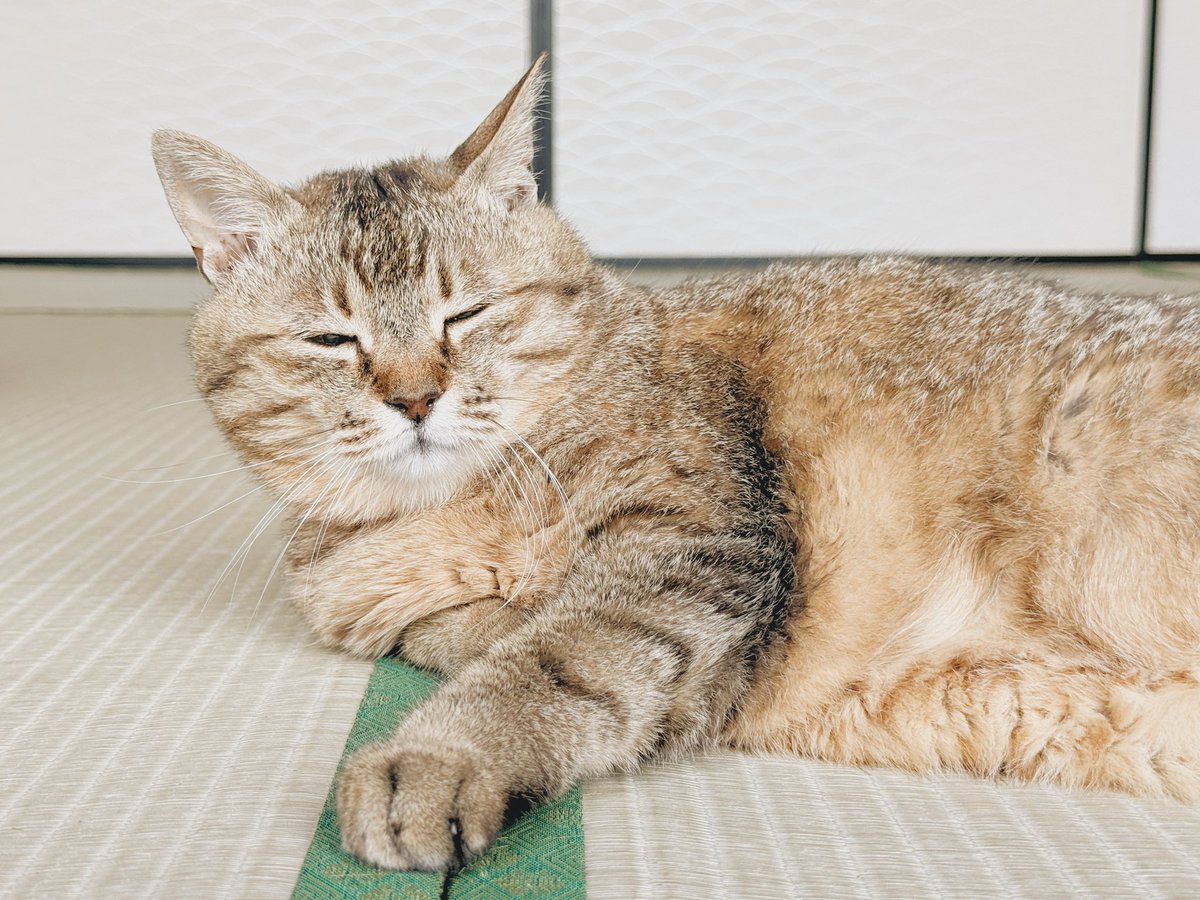 marupi_0901's tweet photo. 起きたか飼い主、起きるのが遅いｯ！朝ごはんが遅いｯ！まるぴ眠いｯ！！ https://t.co/c3TWu63kHf