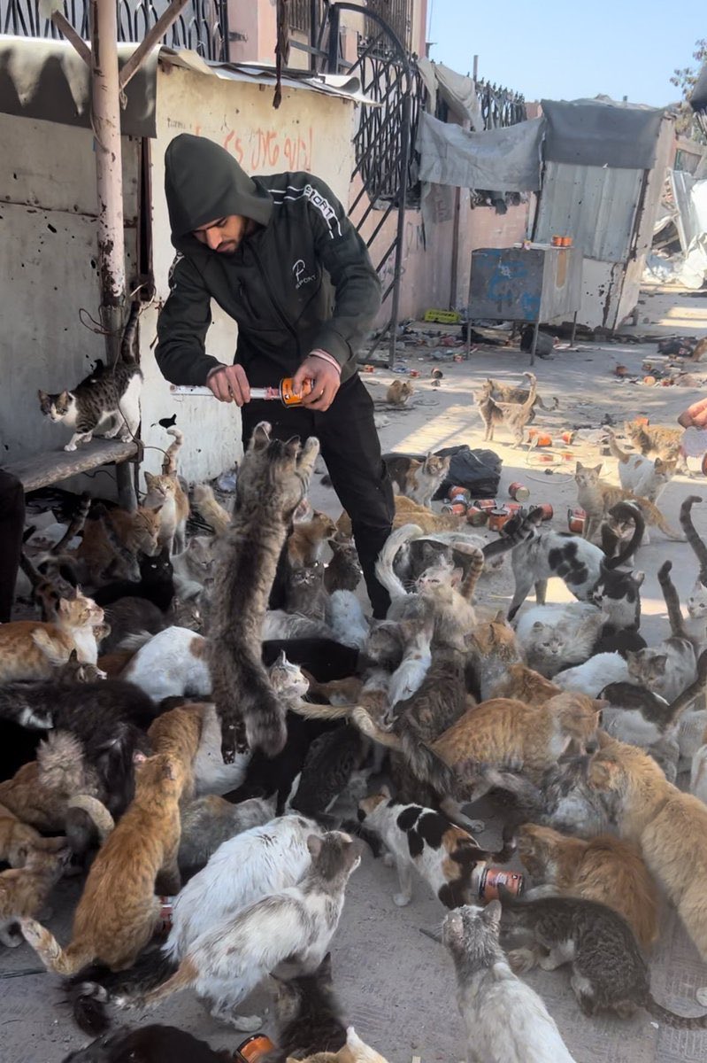 RescueCare's tweet photo. My name is Abdullah.

I don’t know when this war will end.

But every morning, dozens of hungry cats are waiting for me.🐈🥣

As long as they keep waiting…

I will keep coming.

Because giving up is not an option.❤️🇵🇸

PayPal: https://t.co/Lzv7nazr6v
GFM: https://t.co/MKk58SRPaQ

#Gaza #AnimalRescue #CatsOfGaza #SaveAnimals #Hope