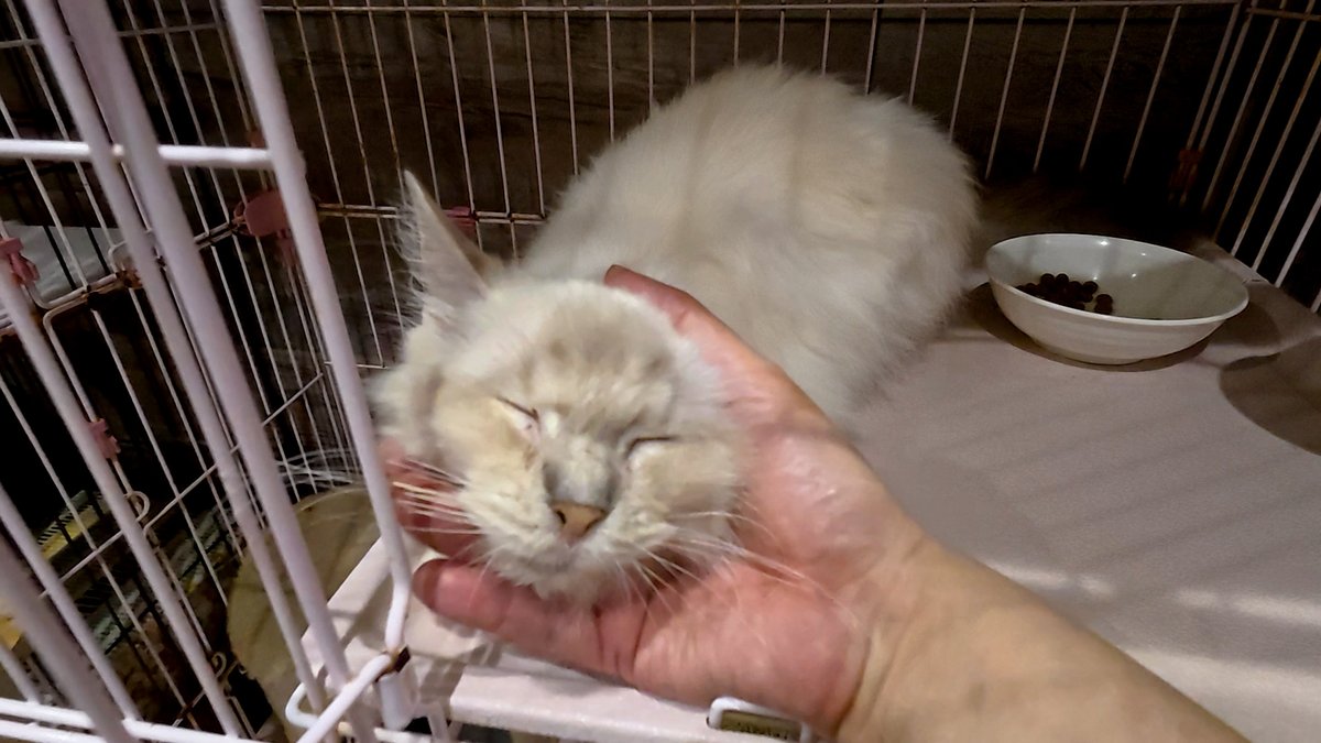 horiman2993's tweet photo. https://t.co/z6n8VM9j9j
保護猫カフェ猫の木にいるラグドールMIXのナルミちゃんは繁殖場からレスキューされました
引きこもっていましたが人は好き
見知らぬ猫が侵入するハプニングがあっても怒る事なくマイペースに過ごしていました
可愛い子で卒業決定
＃保護猫　＃猫カフェ　＃ラグドール https://t.co/PCEoH0OICj