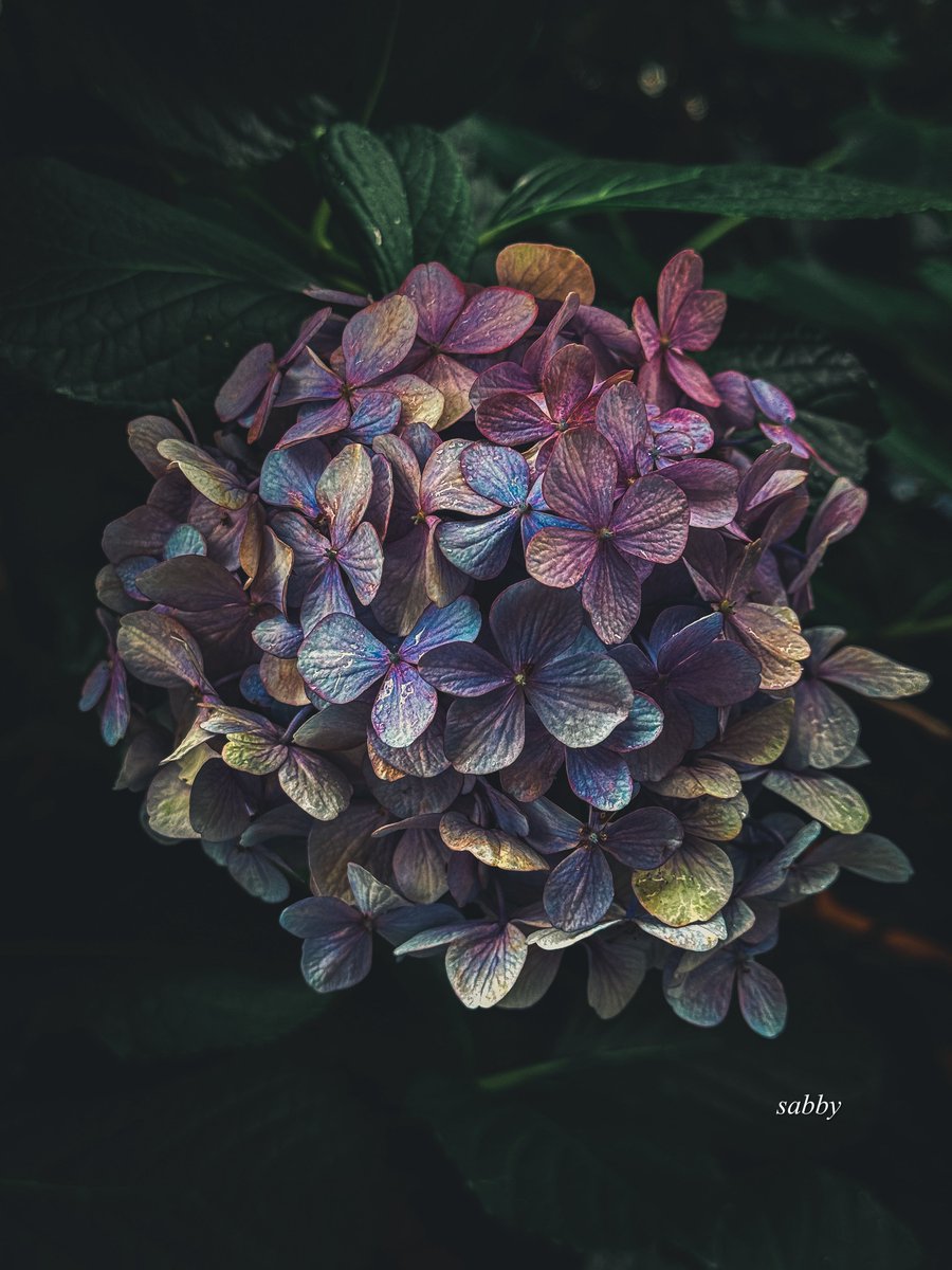 xx_drop1's tweet photo. aristocracy࿐❁*゜ https://t.co/hQnAsqktnD