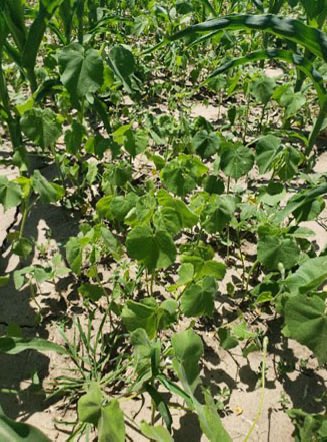KStateAgron's tweet photo. Hot weather can impact herbicide performance and increase the risk of crop injury. Learn how temperature affects applications and what management practices can help improve weed control this summer. https://t.co/vaD2UxMhWk #kstateagronomy https://t.co/MFvOaLvlnl