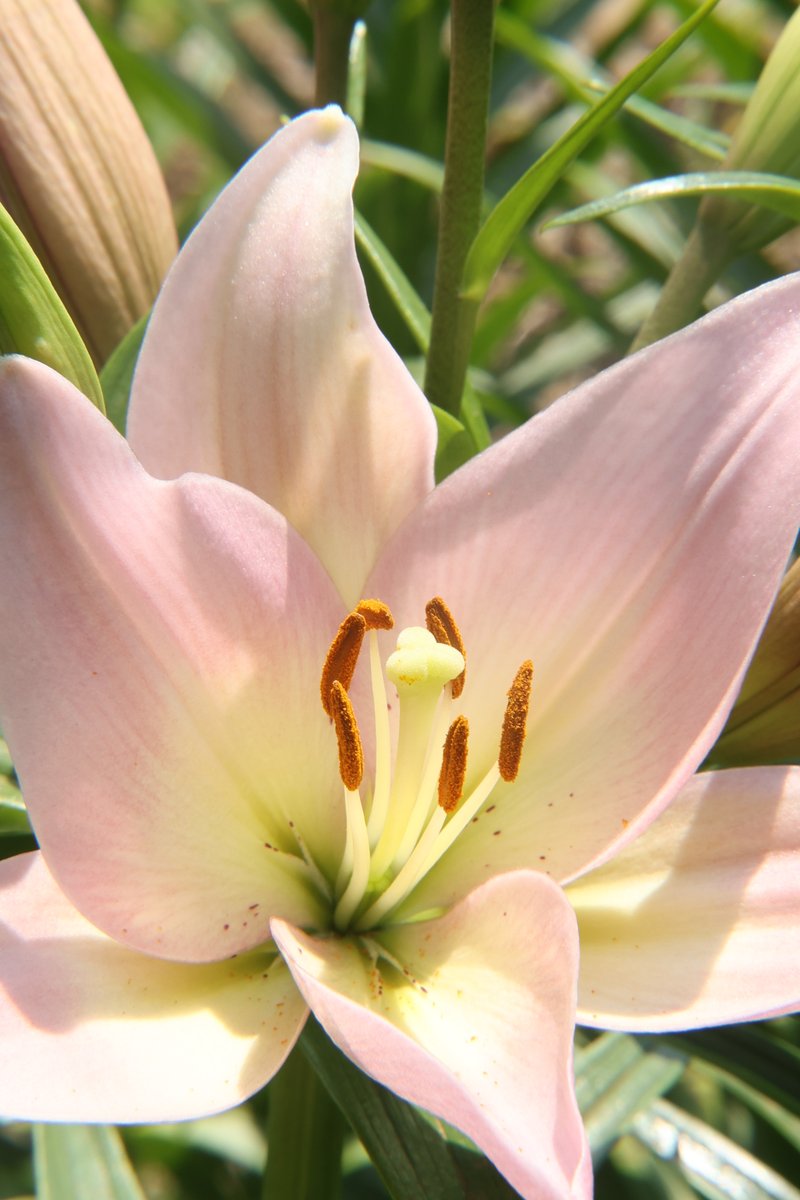 gontanokoneroku's tweet photo. “Good...if you've done things you aren't proud of. It means you have a conscience.”― Criss Jami, Killosophy

Good morning,friends. Did you sleep well? 😇                                                                                                                 

Sun 7:00AM 🇯🇵 
#Lily🌸