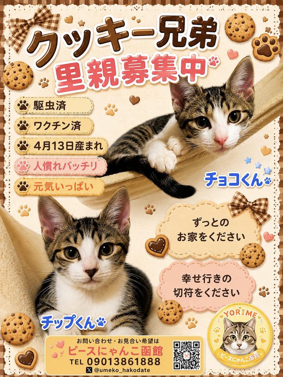 umeko_hakodate's tweet photo. 函館市から
絶賛里親さん募集中のクッキー兄弟😻
人間大好き、構ってちゃん兄弟です。
お見合い面談随時
ピースにゃんこ函館09013861888まで☎️
ご連絡お待ちしております🙇‍♀️すぐに出れない時もありますが、折り返します。 https://t.co/8IjBuBPDmZ