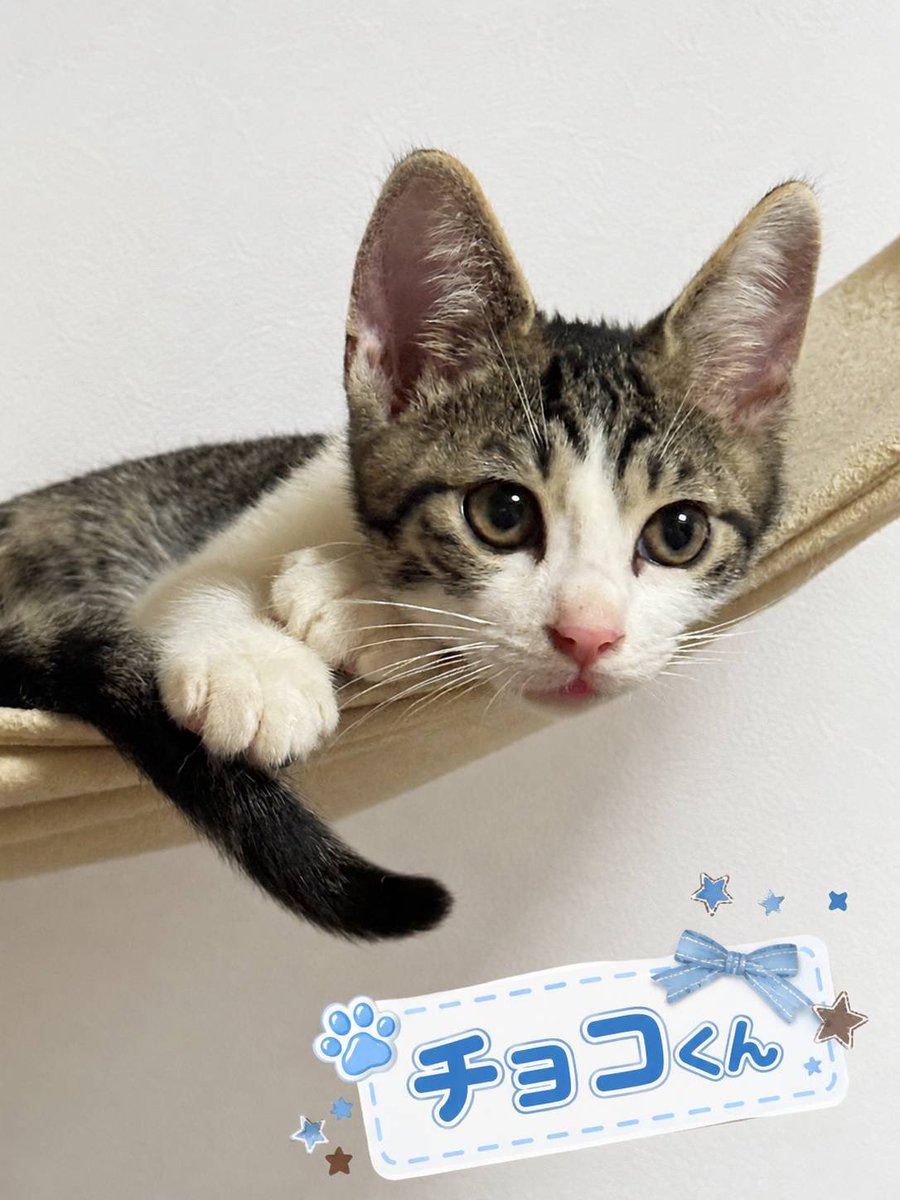 umeko_hakodate's tweet photo. 函館市から
絶賛里親さん募集中のクッキー兄弟😻
人間大好き、構ってちゃん兄弟です。
お見合い面談随時
ピースにゃんこ函館09013861888まで☎️
ご連絡お待ちしております🙇‍♀️すぐに出れない時もありますが、折り返します。 https://t.co/8IjBuBPDmZ